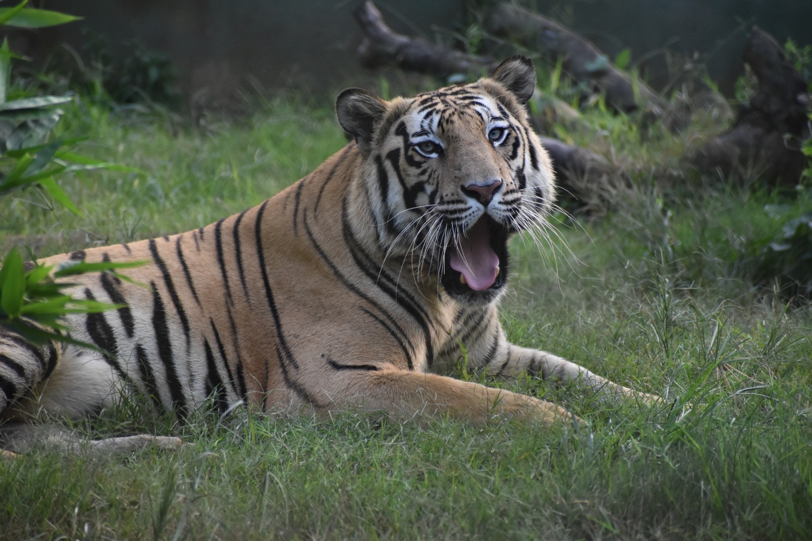 TIGRESS ANKITA GIVES BIRTH