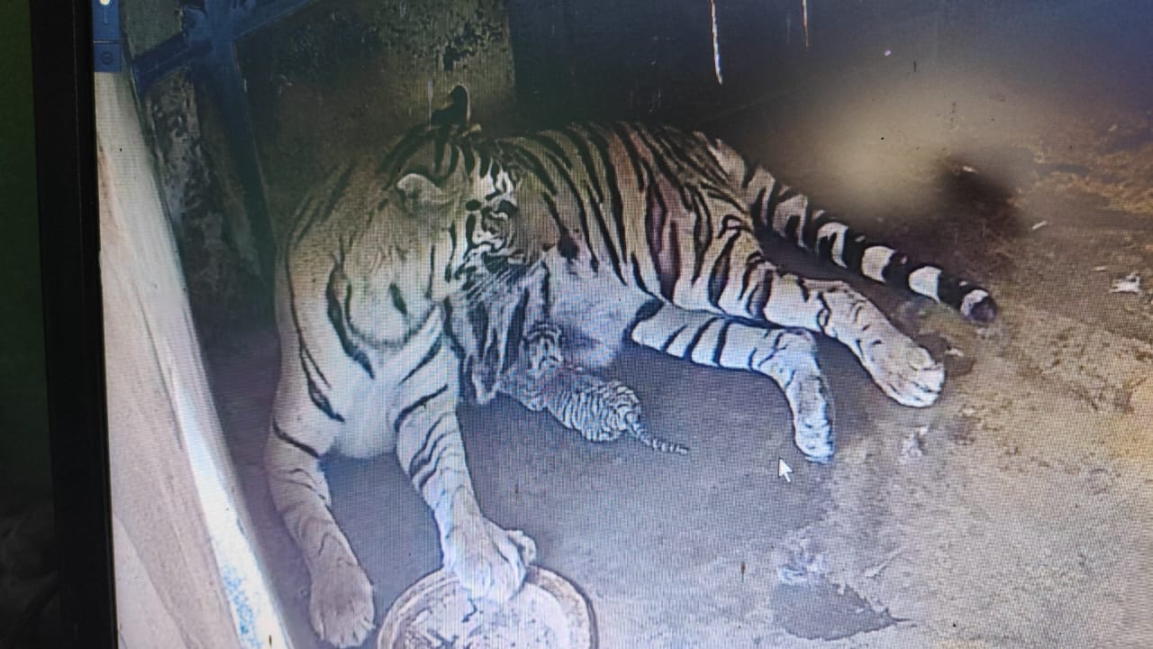 TIGRESS ANKITA GIVES BIRTH