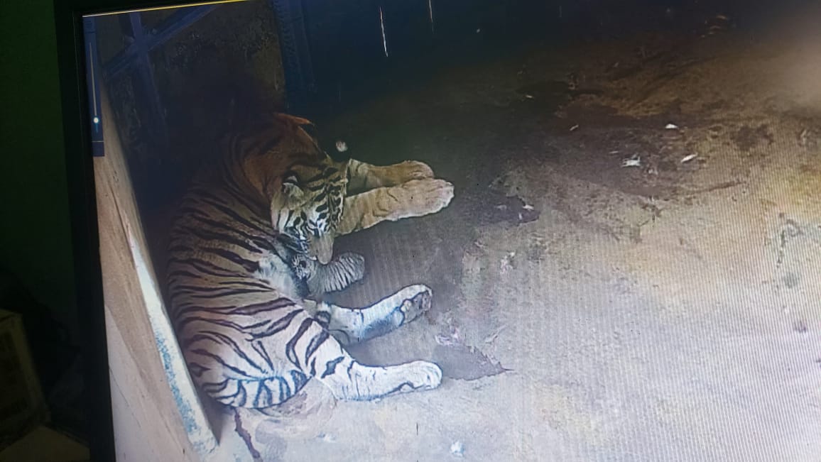 TIGRESS ANKITA GIVES BIRTH