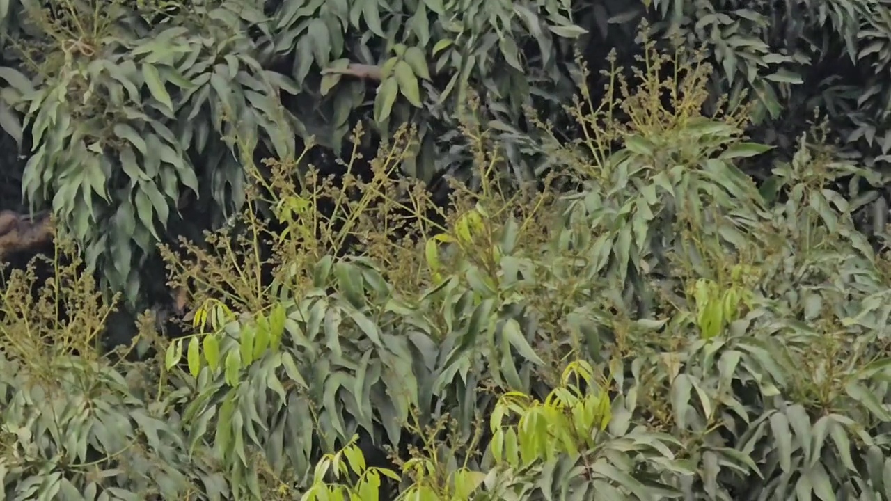 Mango and litchi blossoms