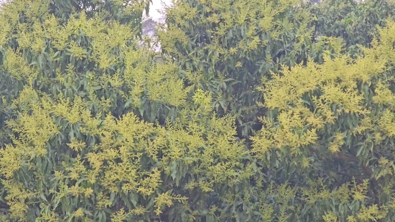 Mango and litchi blossoms