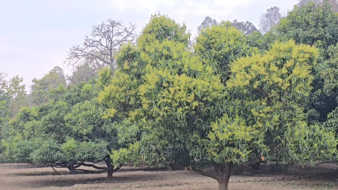 Mango and litchi blossoms