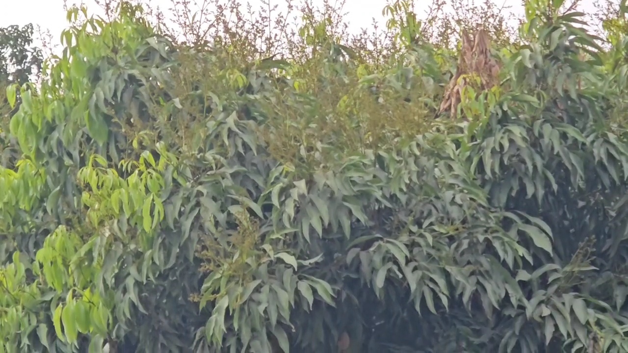 Mango and litchi blossoms