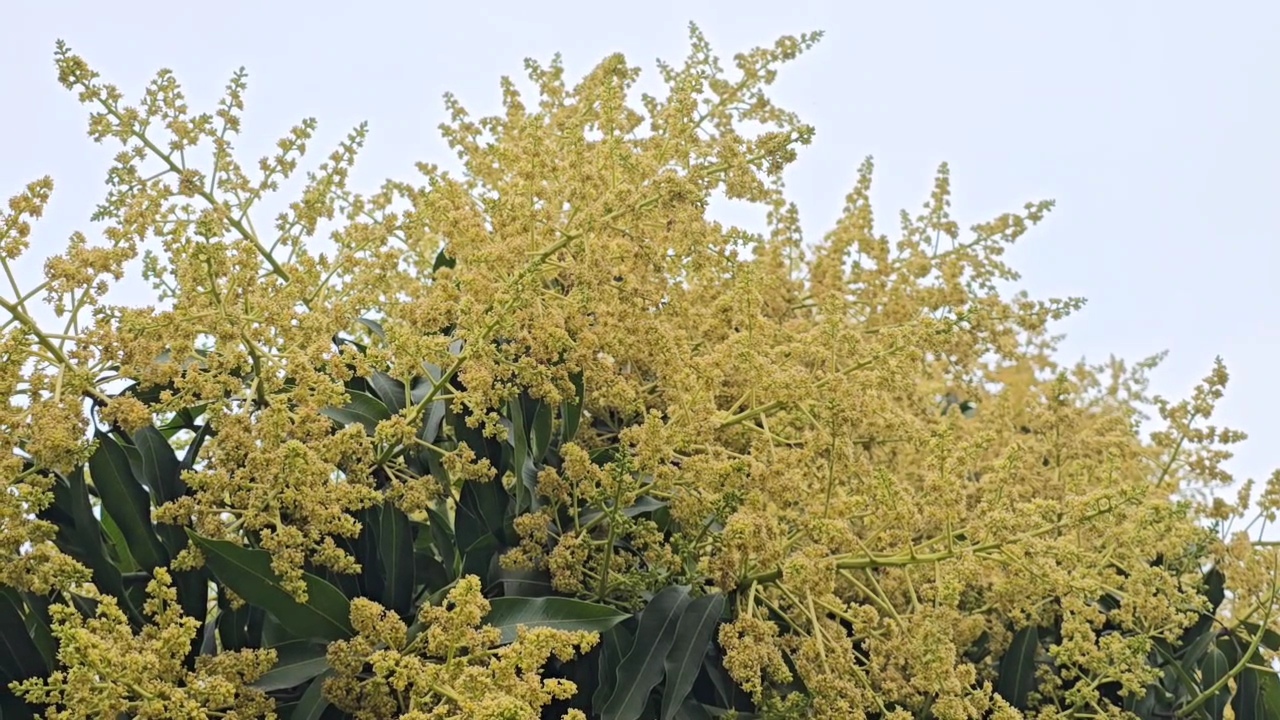 Mango and litchi blossoms