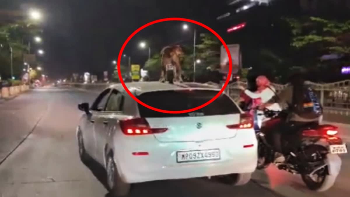 DOG ON CAR ROOF Indore video