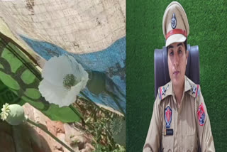 Opium plants were planted in the house, two accused were arrested in sri muktsar sahib