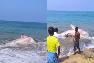 WHALE SHARK  WHALE SHARK FOUNDED IN KOVALAM  VELLUTUMPAN SHARK  SHARK