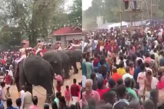 ARATT PUZHA POORAM  AARATT PUZHA TEMPLE  POORAM ELEPHANT ATTACK  ELEPHANT ATTACK