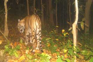 Tigers in Palamu Tiger Reserve