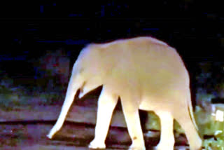 Elephant In Paonta Sahib