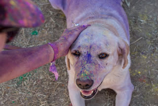 Holi 2024: 10 Ways to Take Care of Strays and Enjoy an Animal-Friendly 'Festival of Colours'