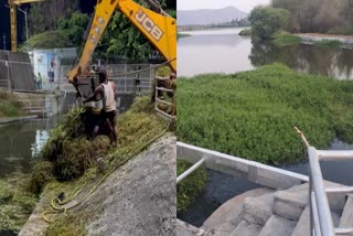 plant trapped in the Cauvery water supply