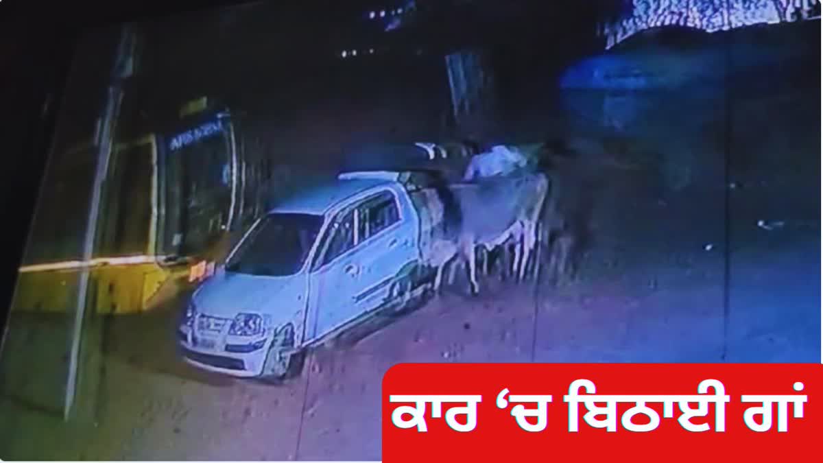 COW THEFT BY CENTRO CAR IN NUH