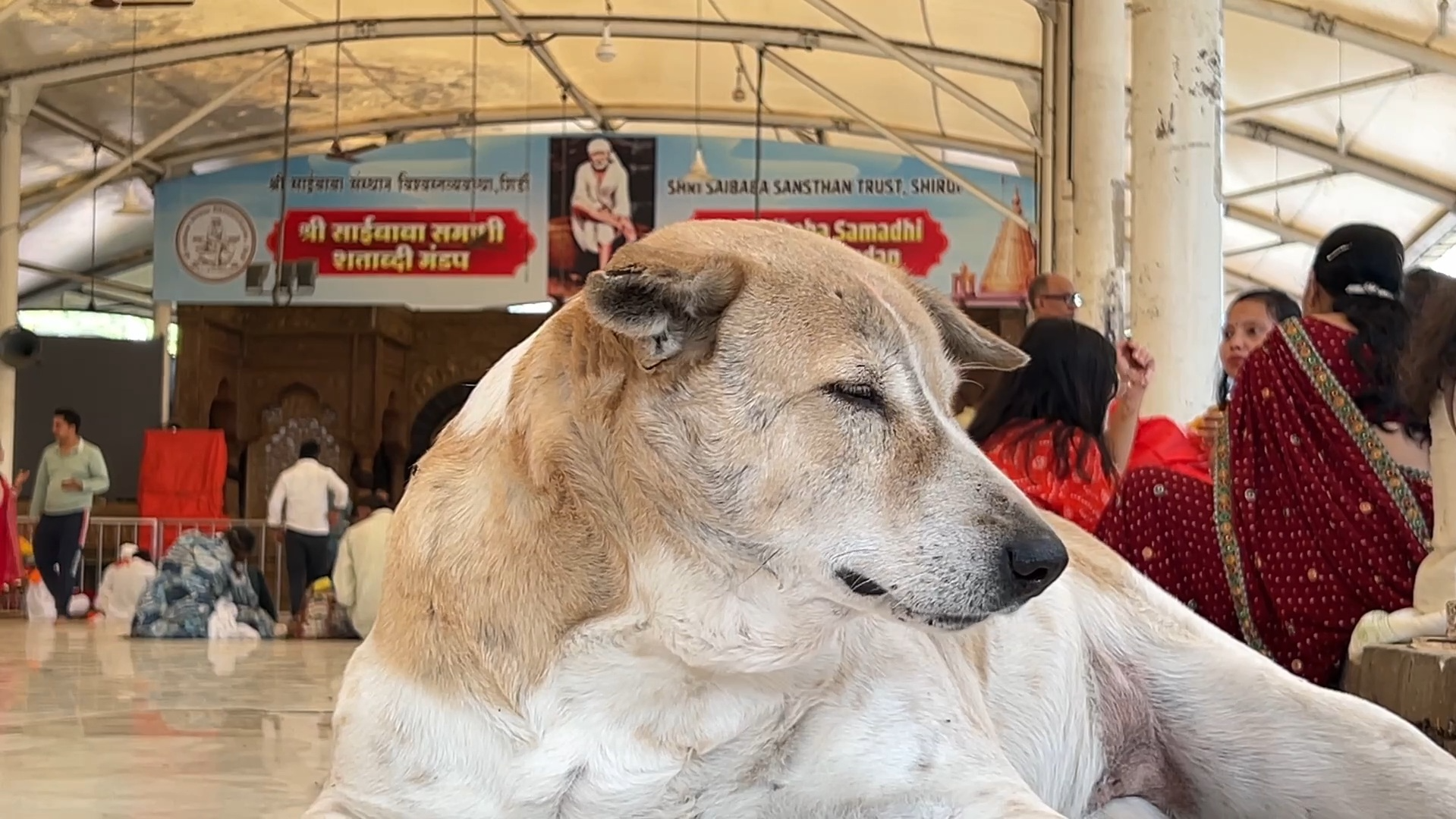 SHIRDI DOGS OBESE