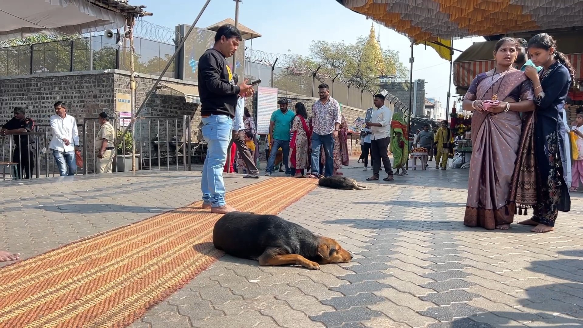 SHIRDI DOGS OBESE