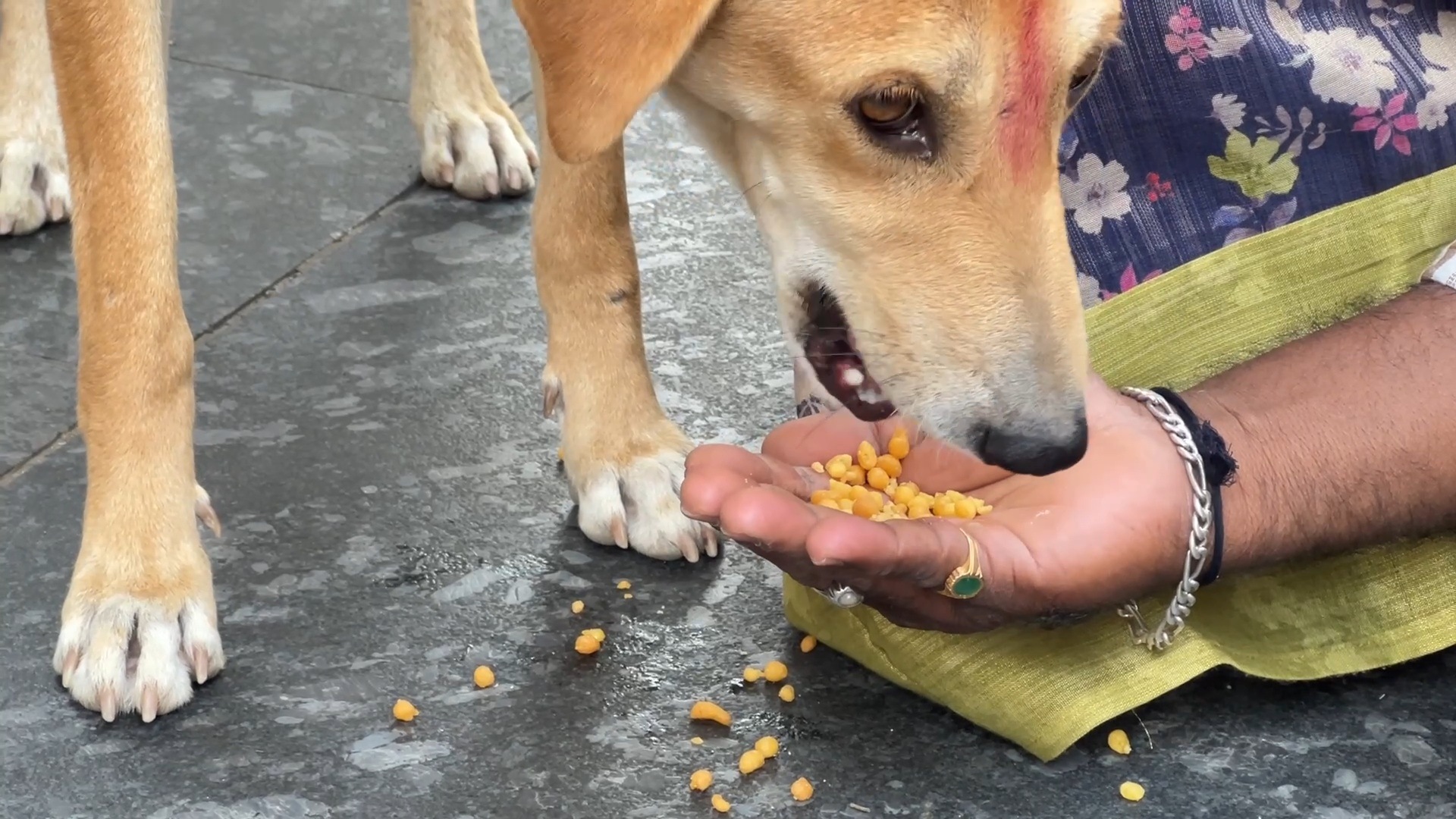 SHIRDI DOGS OBESE