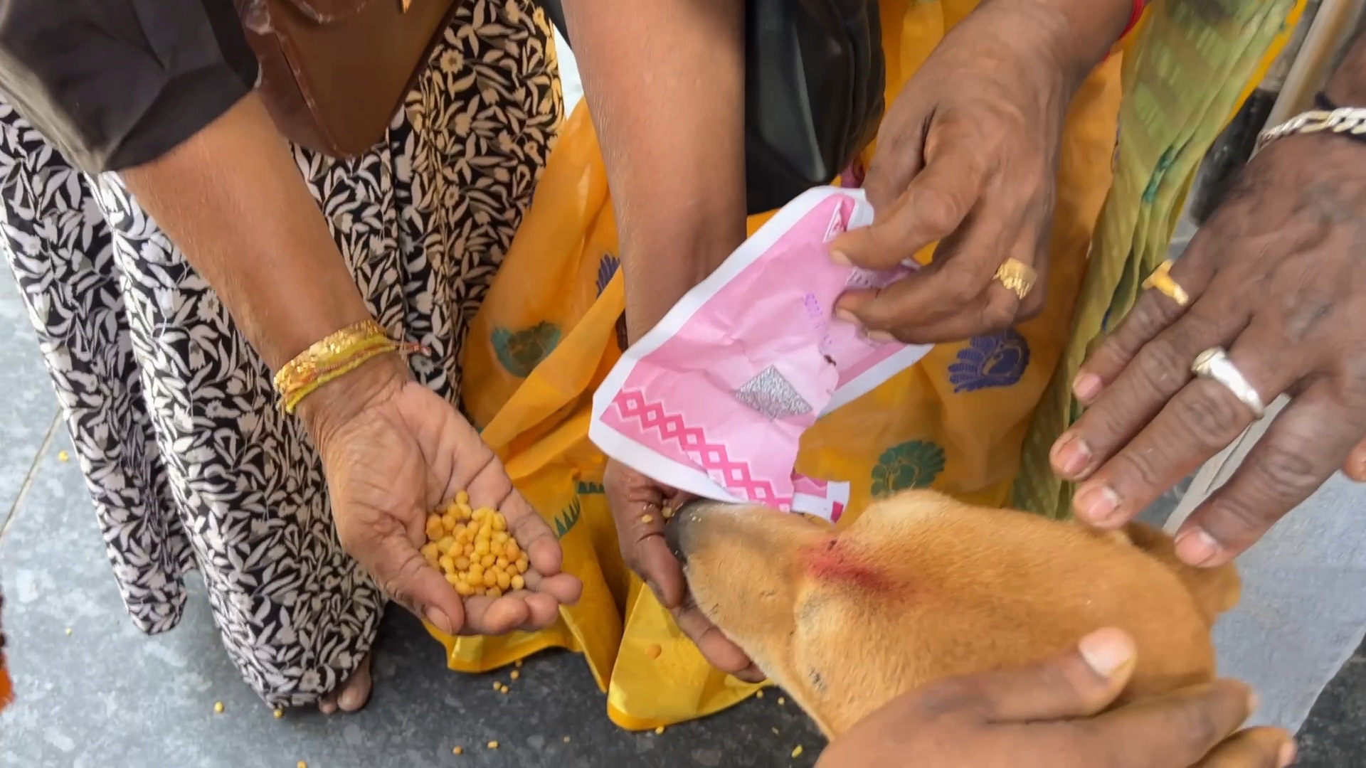 SHIRDI DOGS OBESE