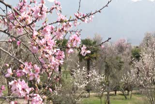 Badamwari Park in Srinagar is a favorite spot for tourists during spring