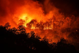 NAURADEHI RESERVE FIRE PREVENTION