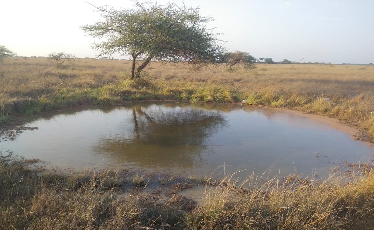 પશ્ચિમ કચ્છ વનવિભાગની સરાહનીય કામગીરી