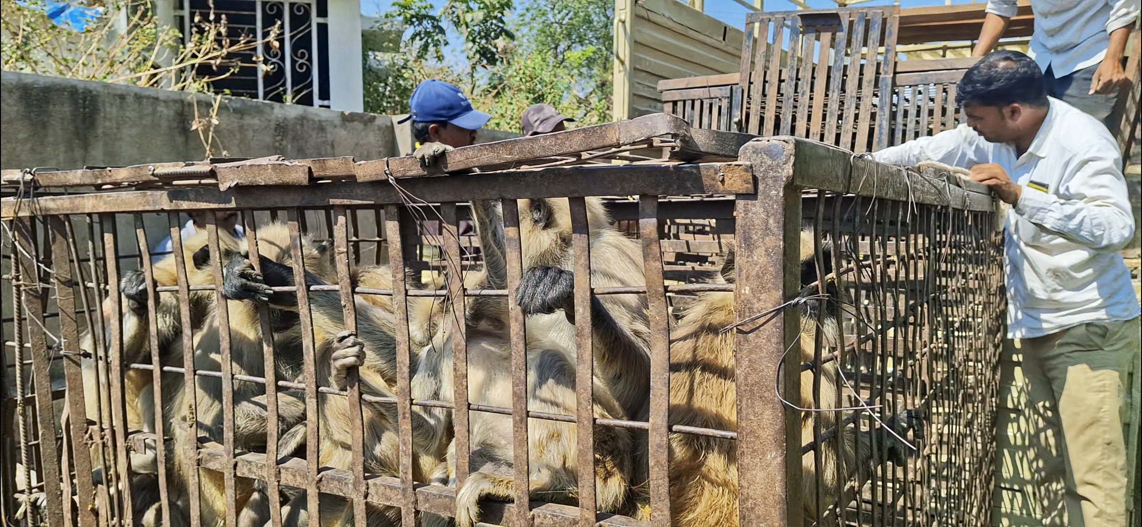 The Monkey Whisperers Of Maharashtra Who Lure Simians, 60 At A Time, With Bananas, Corn & A Cage