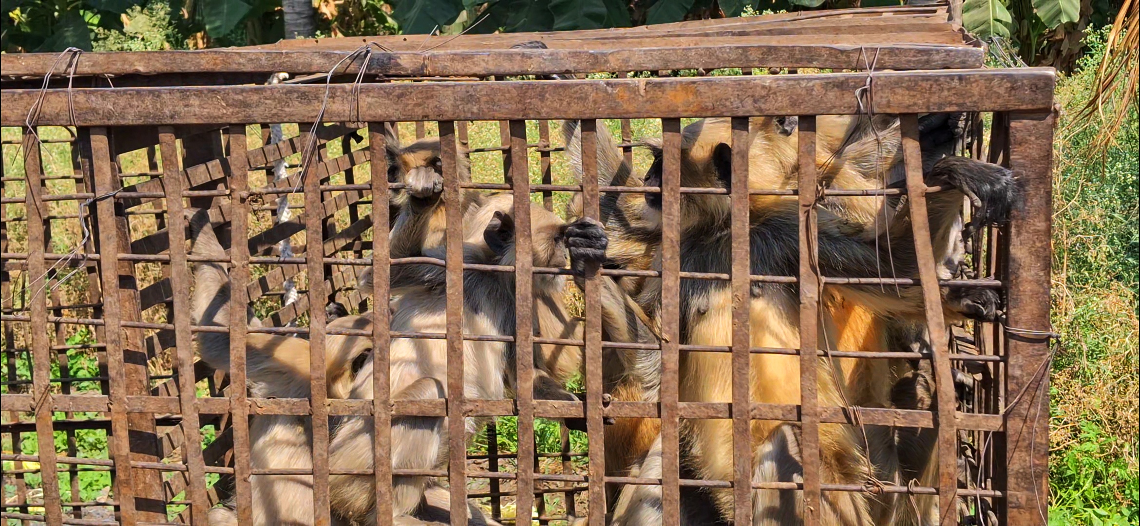 The Monkey Whisperers Of Maharashtra Who Lure Simians, 60 At A Time, With Bananas, Corn & A Cage