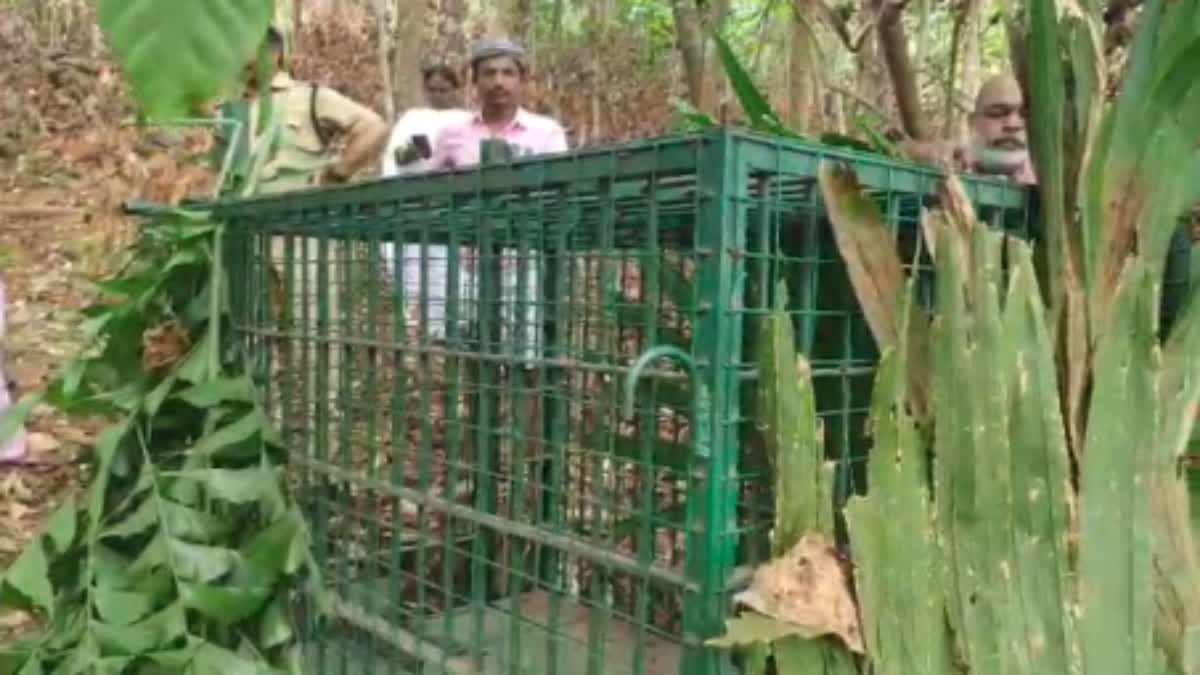 പുലിയെ പിടികൂടാൻ കൂട് സ്ഥാപിച്ചു  CAGE TO CATCH LEOPARD  LEOPARD IN IDUKKI  പുലിയെ പിടികൂടാൻ വനം വകുപ്പ്