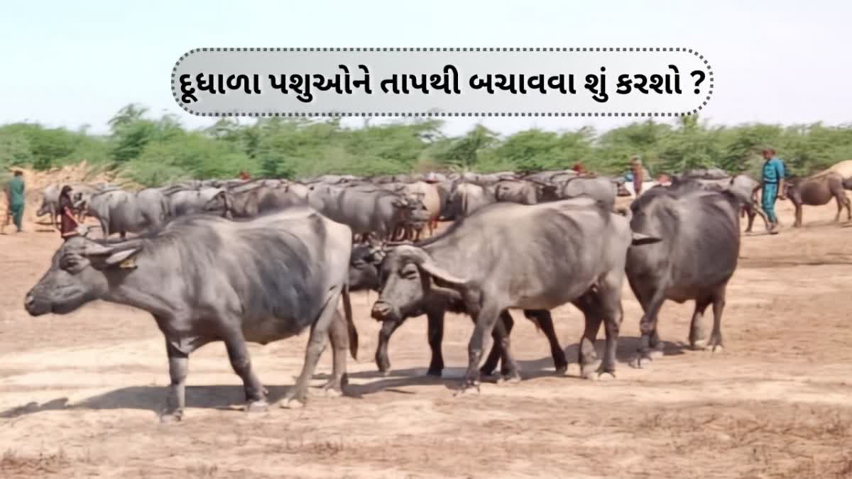 આકરા તાપથી દૂધાળા પશુઓને બચાવવા શું કરશો ?