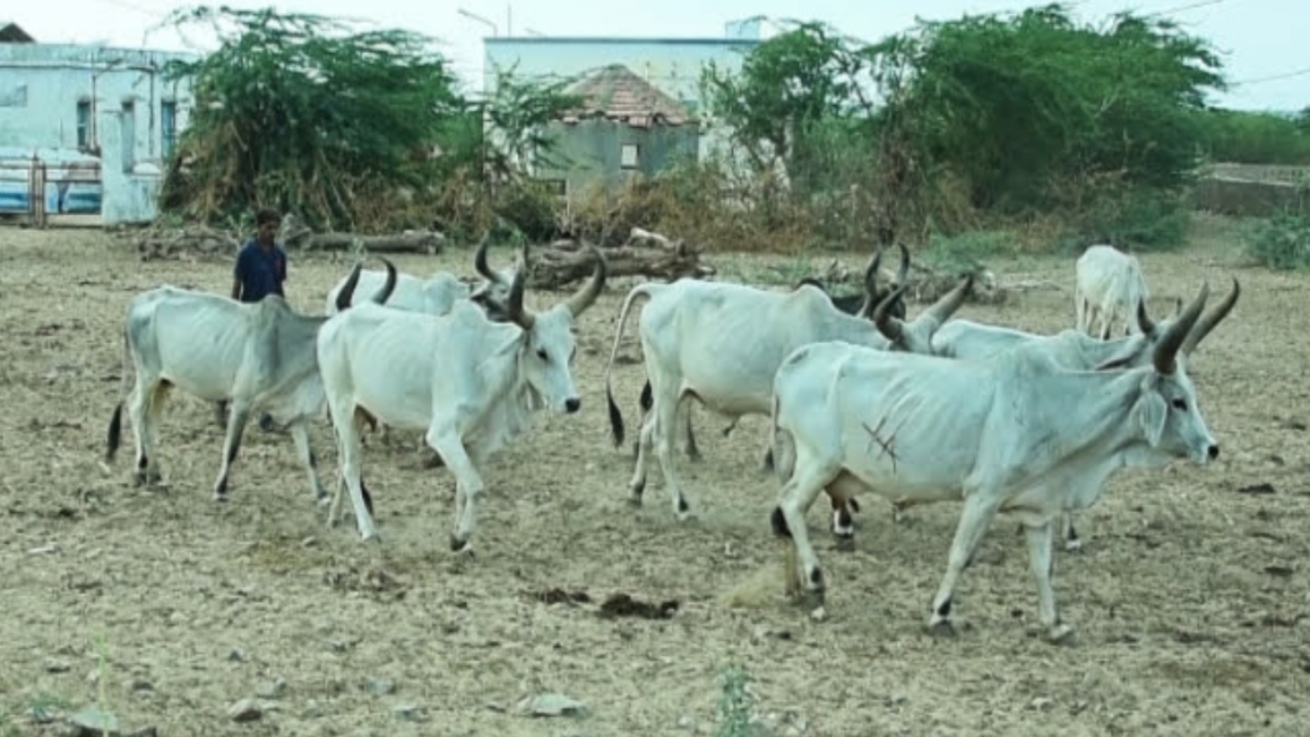 ઉનાળાની કાળઝાળ ગરમી