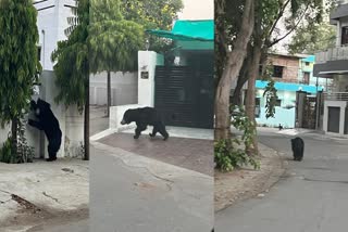 BEAR MOVEMENT IN ABUROAD