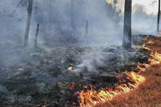 ઉત્તરાખંડના જંગલોમાં આગ લગાડનારને ચેતવણી, આગ બૂઝાવનારાઓનું થશે સન્માન