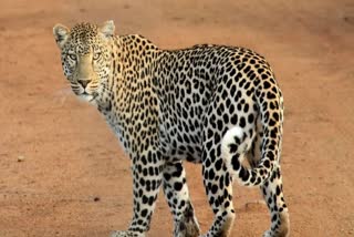 INDORE RESCUED LEOPARD DIED