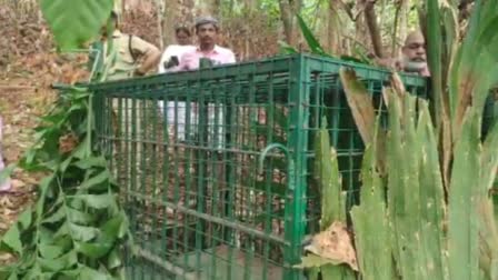 പുലിയെ പിടികൂടാൻ കൂട് സ്ഥാപിച്ചു  CAGE TO CATCH LEOPARD  LEOPARD IN IDUKKI  പുലിയെ പിടികൂടാൻ വനം വകുപ്പ്