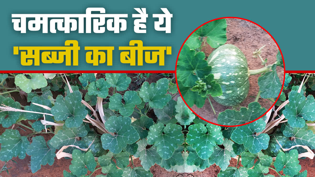 PUMPKIN SEEDS BENEFITS IN HINDI