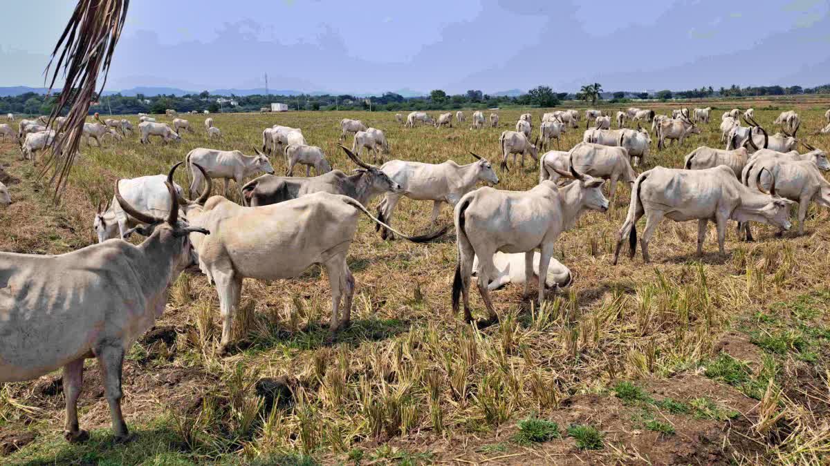 ಜವಾರಿ ತಳಿ ಹಸುಗಳು