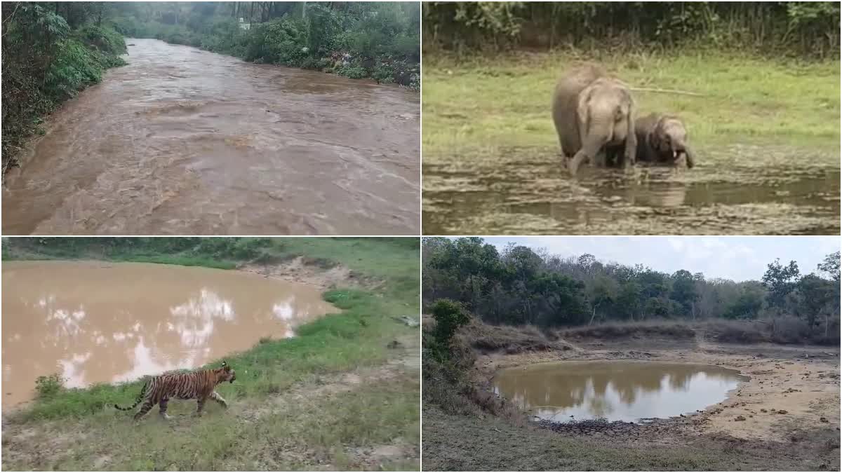 CHAMARAJANAGAR  HEAVY RAIN IN CHAMARAJANAGAR  FOREST AREA