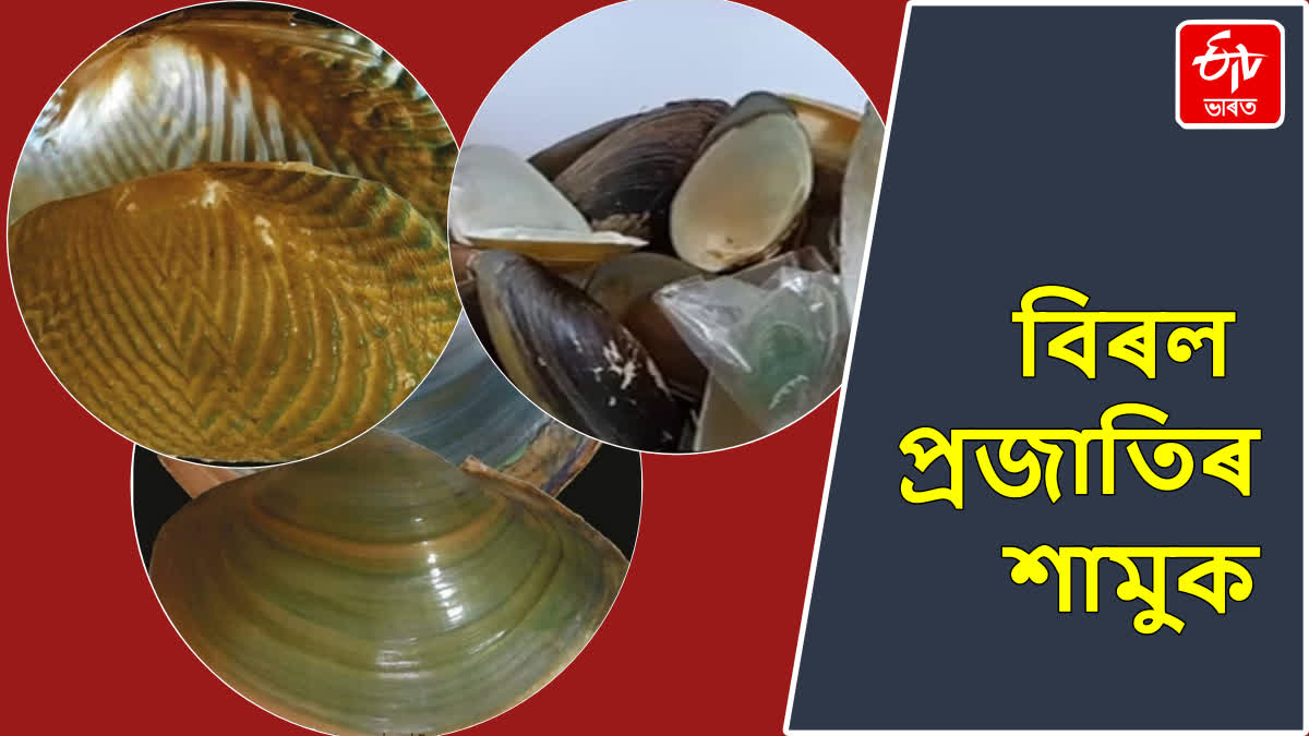 Rare species of snails in Assam