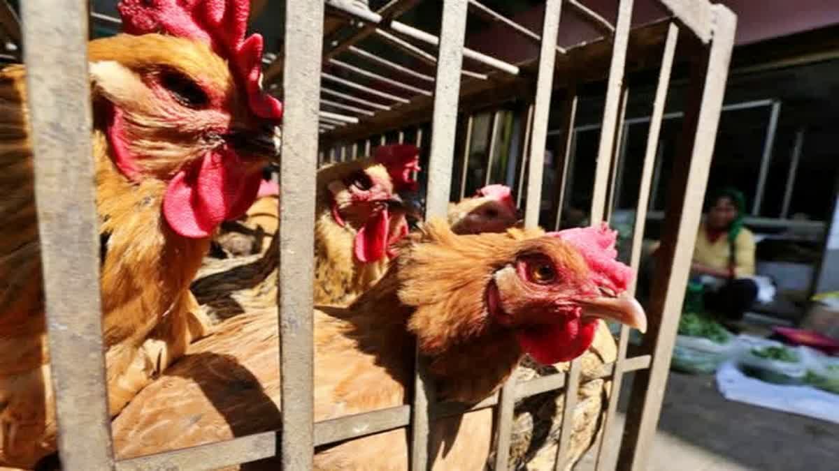 BIRD FLU  HOW TO PREVENT BIRD FLU  പക്ഷിപ്പനി അറിയേണ്ടതെല്ലാം  പക്ഷികളെ കൊന്നൊടുക്കുന്നത് എന്തിന്