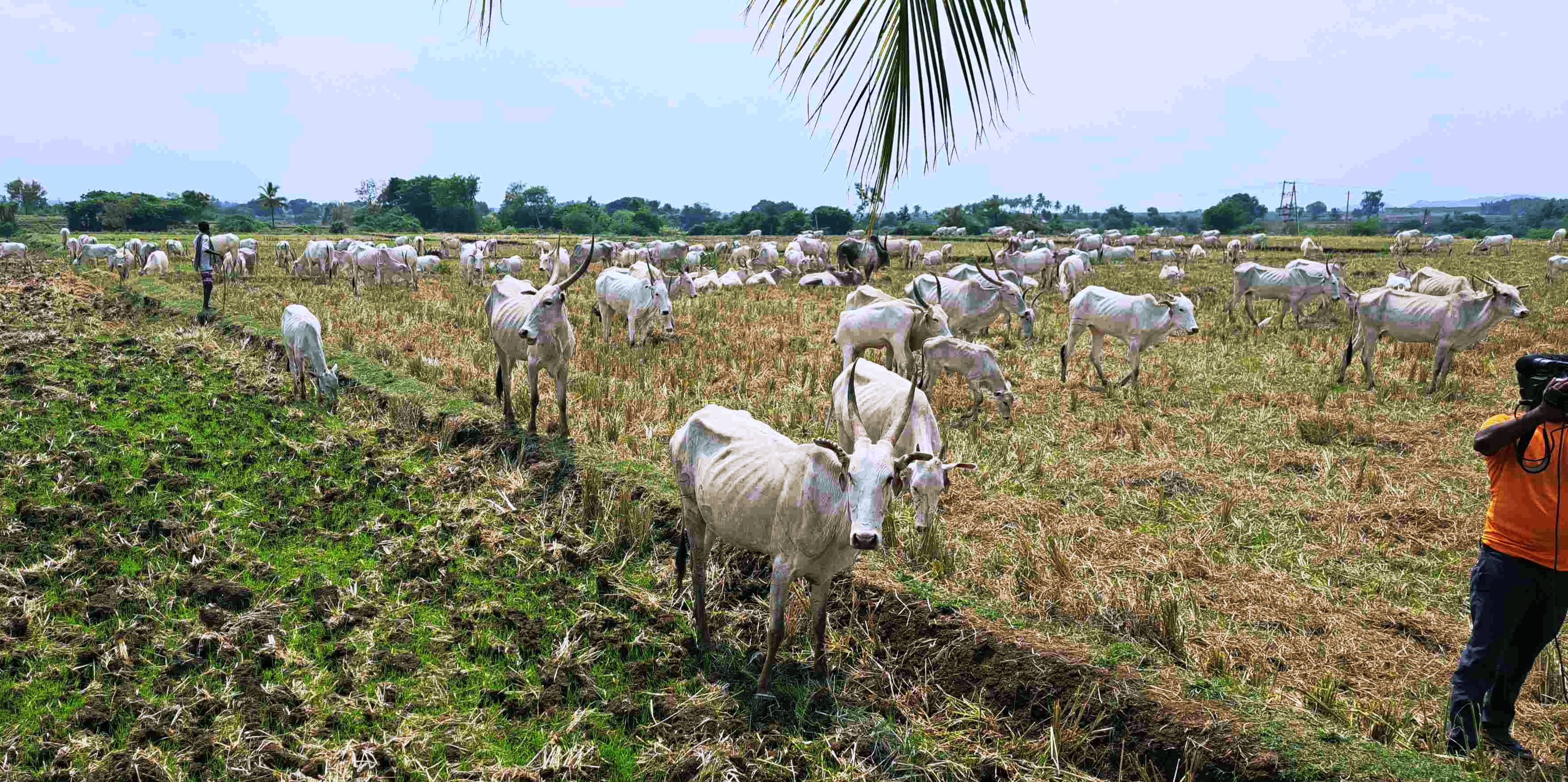 ಜವಾರಿ ತಳಿ ಹಸುಗಳು