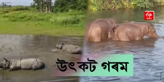 Wild elephants AND RHINO dabble in water bodies to escape heat in Manas National Park