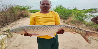 Fishermen caught 20 kg Fish