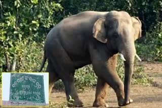 Elephant Terror Increase in Kalahandi