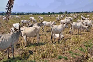 ಜವಾರಿ ತಳಿ ಹಸುಗಳು