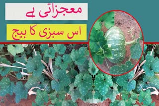 معجزاتی ہے اس سبزی کا بیج، اگر فوائد جان لیں تو کاجو اور بادام کو بھول جائیں گے