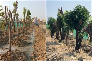 Reforestation Replanted trees in Chennai