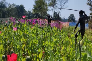 Opium Smuggling In Khunti