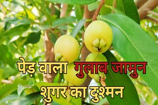 Gulab Jamun Fruit is enemy of sugar