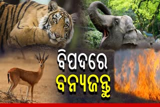 Forest Fire Affects Animals