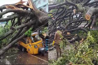 തൃശൂരിൽ വൻമരം കടപുഴകി വീണു  മഴക്കെടുതികൾ  LARGE TREE FELL ON THRISSUR  KERALA WEATHER UPDATES