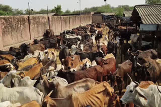 Water crisis in Cowshed